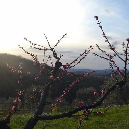 Agriturismo San Silvestro San Donato in Poggio 외부 사진