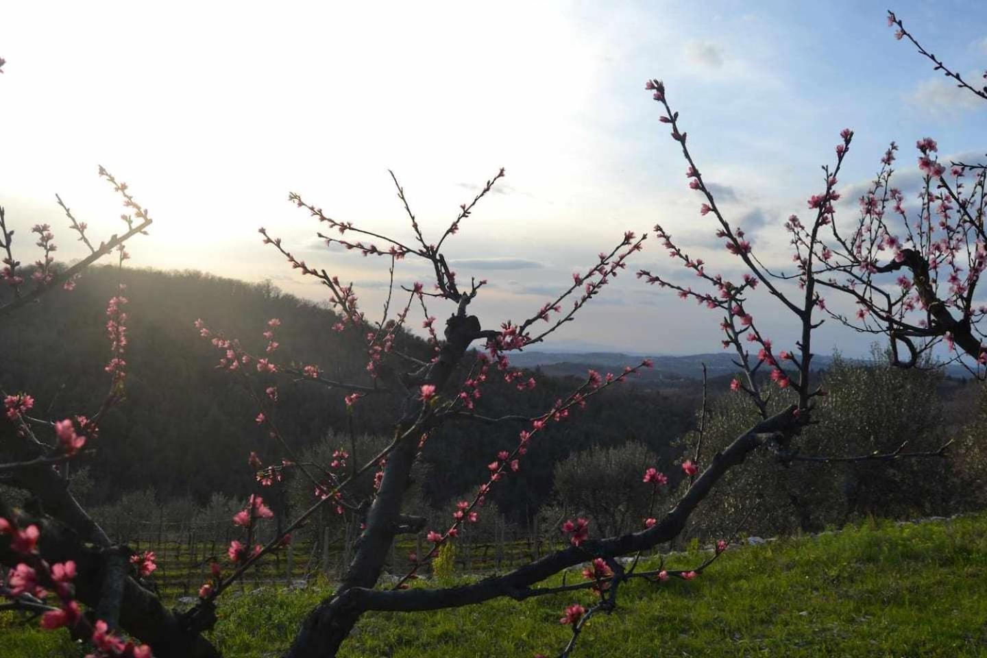 Agriturismo San Silvestro San Donato in Poggio 외부 사진
