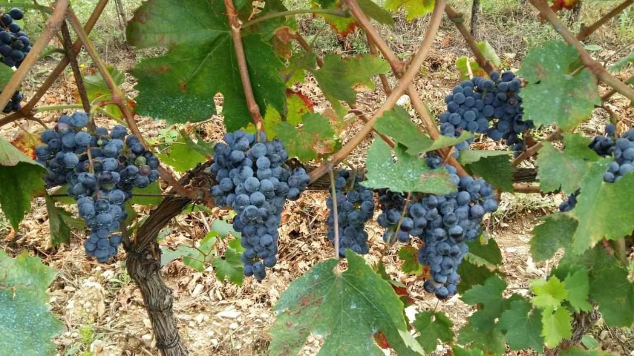 Agriturismo San Silvestro San Donato in Poggio 외부 사진